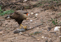 Southern crested caracara eating a fish